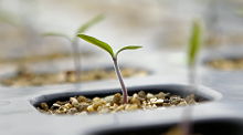 Grow-your-business.jpeg alternate text for this image
