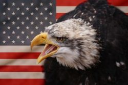 American eagle and flag alternate text for this image