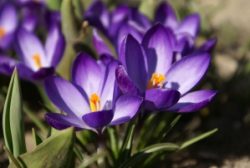 Crocus Investments alternate text for this image