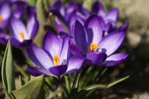 Crocus Investments alternate text for this image