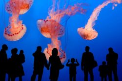 4093222 – group of people in front of a huge aquarium with giant jellyfish alternate text for this image