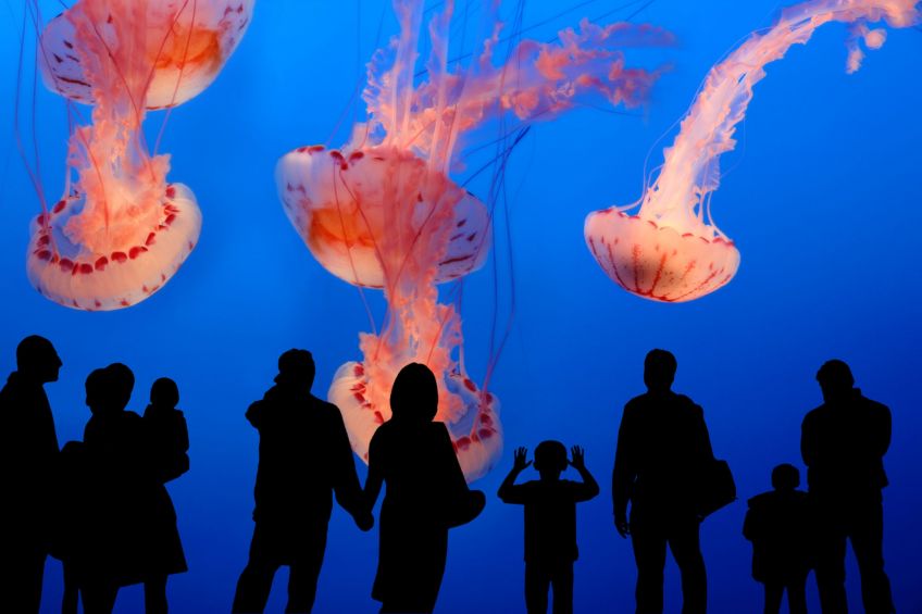 4093222 – group of people in front of a huge aquarium with giant jellyfish alternate text for this image