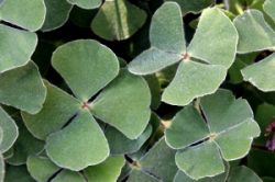 Four leaf clover alternate text for this image