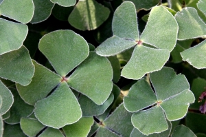 Four leaf clover alternate text for this image