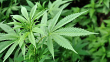 Medical marijuana alternate text for this image