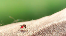Mosquito alternate text for this image