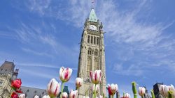 13671608 – parliament hill ottawa and tulips alternate text for this image