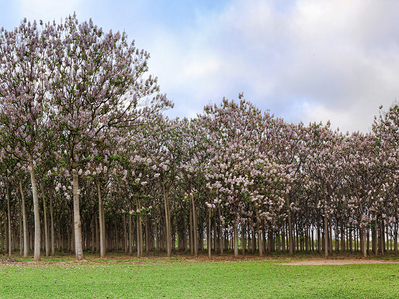 PR-Timbercreek-Tree-800×600 alternate text for this image