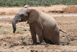 african elephant with hind legs stuck in the mud alternate text for this image