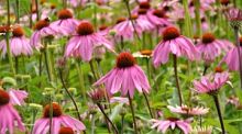 purple-coneflower-2-1418499-m alternate text for this image