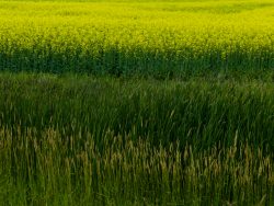 Canola crop in field, Petersfield, Manitoba, Canada