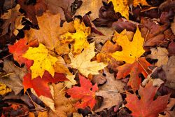 11177358 – background of colorful autumn leaves on forest floor alternate text for this image