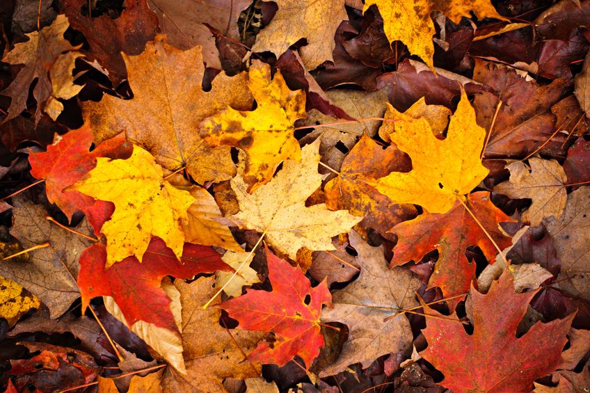11177358 – background of colorful autumn leaves on forest floor alternate text for this image