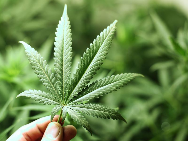 9960707 – cannabis background macro close up alternate text for this image