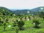 Concept of carbon offsets
